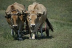 Attellages de boeufs et Chevaux